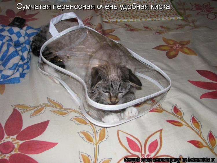 Сумчатая переносная очень удобная киска.... Котоматрица: Сумчатая переносная очень удобная киска.