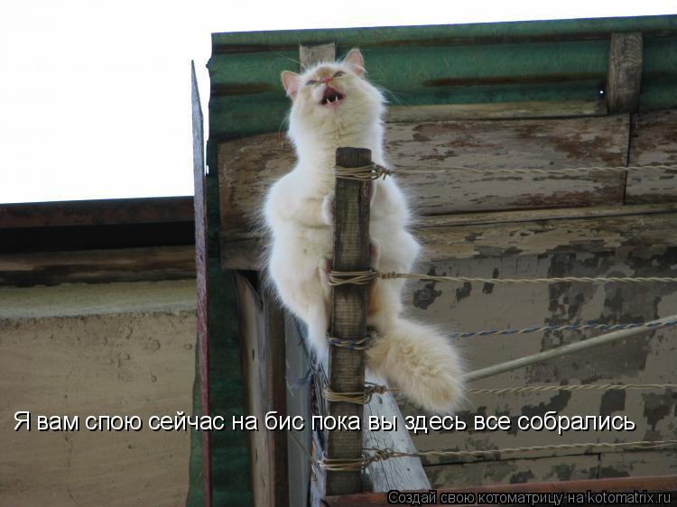 Я вам спою сейчас на бис пока вы здесь все собрались... Котоматрица: Я вам спою сейчас на бис пока вы здесь все собрались