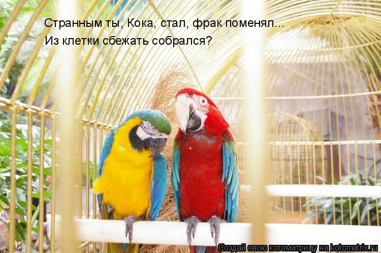Странным ты, Кока Странным ты, Кока Странным ты, Кока, стал, фрак поменял... Из клетки сбежать собрал... Котоматрица: Странным ты, Кока Странным ты, Кока Странным ты, Кока, стал, фрак поменял... Из клетки сбежать собрался?