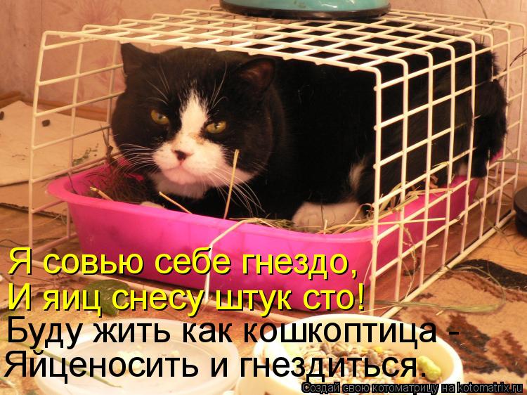 Котоматрица: Я совью себе гнездо, Яйценосить и гнездиться. Буду жить как кошкоптица -  И яиц снесу штук сто!