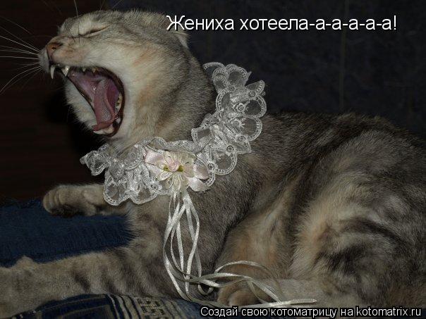 Жениха хотеела-а-а-а-а-а!... Котоматрица: Жениха хотеела-а-а-а-а-а!