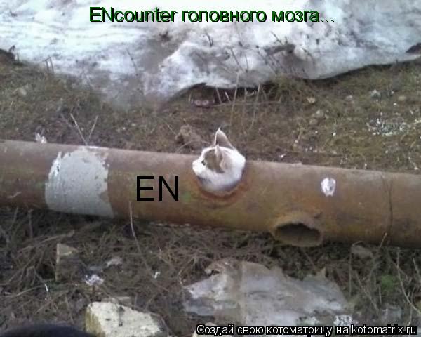 EN ENcounter головного мозга...... Котоматрица: EN ENcounter головного мозга...