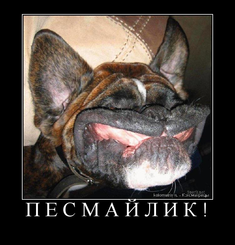 ПёСмайлик! ... Котоматрица: ПёСмайлик!