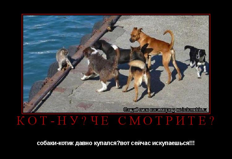 кот-ну?че смотрите? собаки-котик давно купался?вот сейчас искупаешься!!!... Котоматрица: кот-ну?че смотрите? собаки-котик давно купался?вот сейчас искупаешься!!!