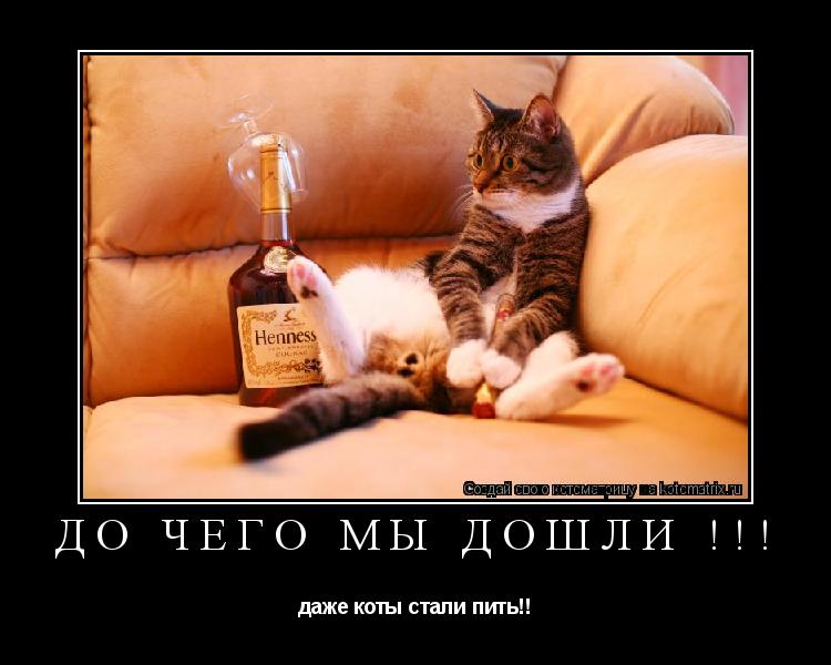Котоматрица: до чего мы дошли !!! даже коты стали пить!!