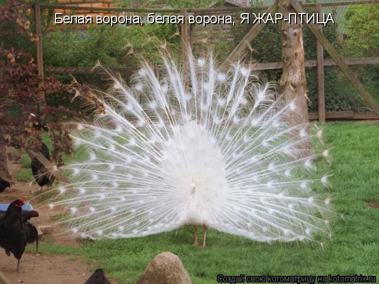 Белая ворона, белая ворона, Я ЖАР-ПТИЦА... Котоматрица: Белая ворона, белая ворона, Я ЖАР-ПТИЦА