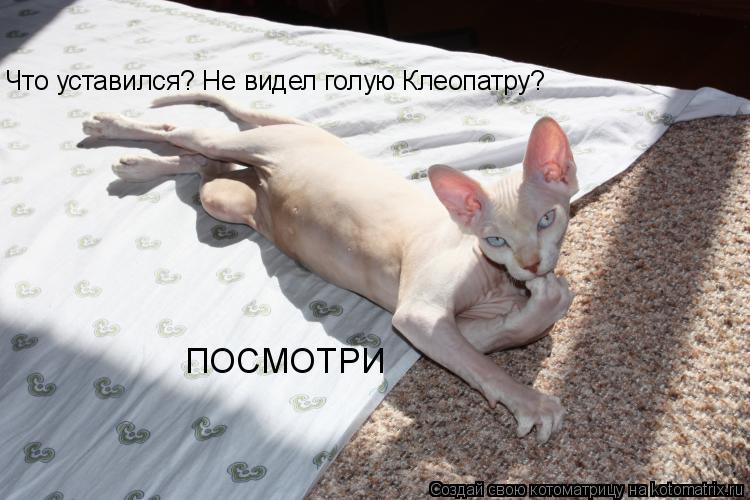 Что уставился? Не видел голую Клеопатру? ПОСМОТРИ... Котоматрица: Что уставился? Не видел голую Клеопатру? ПОСМОТРИ
