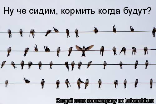Ну че сидим, кормить когда будут?... Котоматрица: Ну че сидим, кормить когда будут?