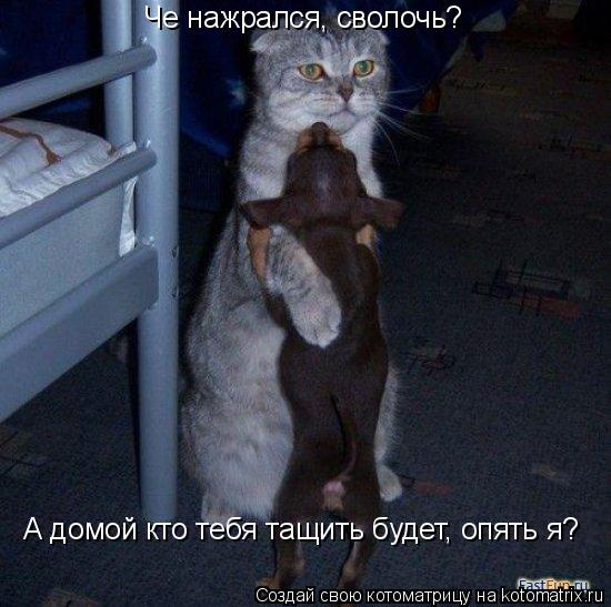 Че нажрался, сволочь? А домой кто тебя тащить будет, опять я?... Котоматрица: Че нажрался, сволочь? А домой кто тебя тащить будет, опять я?