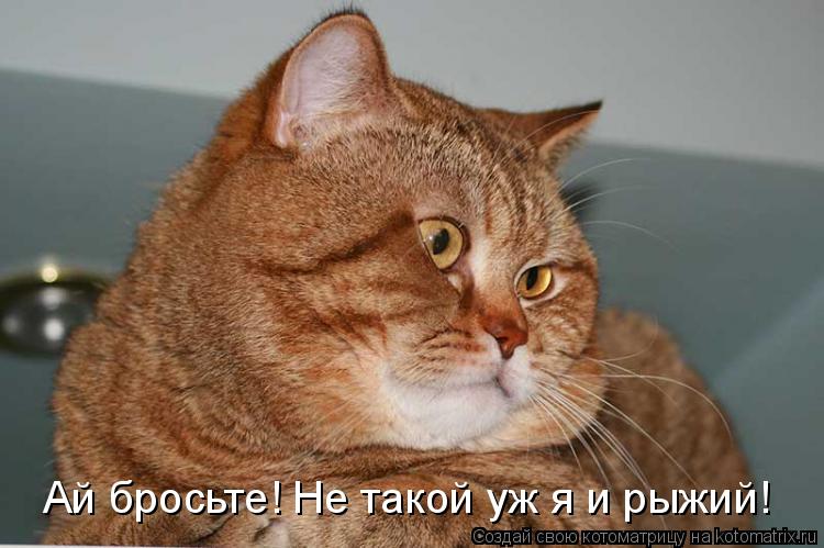 Ай бросьте! Не такой уж я и рыжий!... Котоматрица: Ай бросьте! Не такой уж я и рыжий!