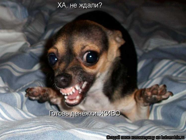 ХА, не ждали? Готовь денежки. ЖИВО... Котоматрица: ХА, не ждали? Готовь денежки. ЖИВО