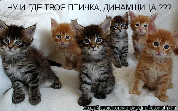 НУ И ГДЕ ТВОЯ ПТИЧКА, ДИНАМЩИЦА ???... Котоматрица: НУ И ГДЕ ТВОЯ ПТИЧКА, ДИНАМЩИЦА ???