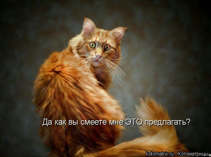 Да как вы смеете мне ЭТО предлагать? позавчера посмели, вчера посмели, и сегодня тоже?..... Котоматрица: Да как вы смеете мне ЭТО предлагать? позавчера посмели, вчера посмели, и сегодня тоже?..
