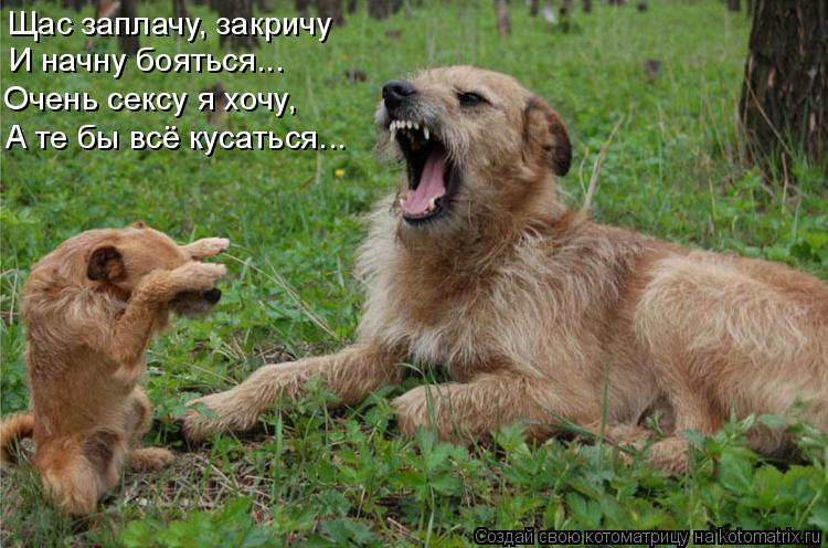 А те бы всё кусаться... И начну бояться... Щас заплачу, закричу Очень сексу я хочу,... Котоматрица: А те бы всё кусаться... И начну бояться... Щас заплачу, закричу Очень сексу я хочу,