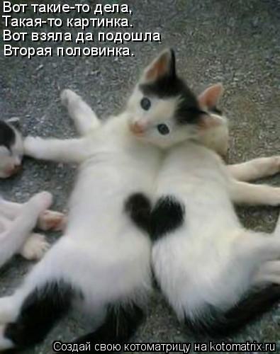 Вот такие-то дела, Такая-то картинка. Вот взяла да подошла Вторая половинка.... Котоматрица: Вот такие-то дела, Такая-то картинка. Вот взяла да подошла Вторая половинка.