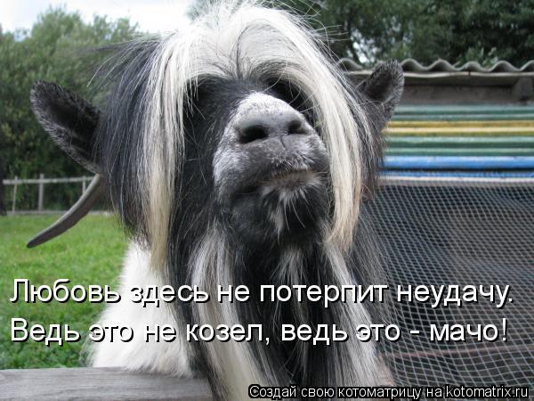 Любовь здесь не потерпит неудачу. Ведь это не козел, ведь это - мачо!... Котоматрица: Любовь здесь не потерпит неудачу. Ведь это не козел, ведь это - мачо!