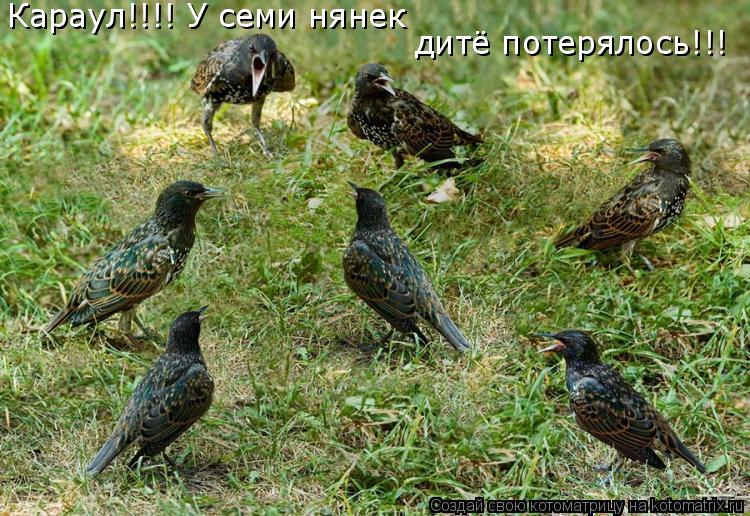 Котоматрица: Караул!!!! У семи нянек дитё потерялось!!!