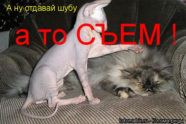 А ну отдавай шубу а то СЪЕМ !... Котоматрица: А ну отдавай шубу а то СЪЕМ !