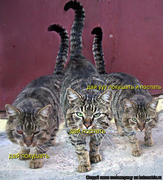 дай покушать дай поспать дай ууу покушать и поспать... Котоматрица: дай покушать дай поспать дай ууу покушать и поспать