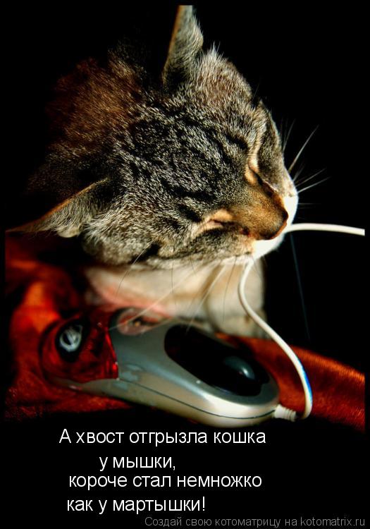 А хвост отгрызла кошка у мышки, короче стал немножко как у мартышки!... Котоматрица: А хвост отгрызла кошка у мышки, короче стал немножко как у мартышки!