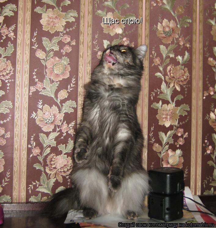 Щас спою!... Котоматрица: Щас спою!