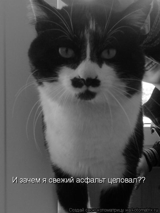 И зачем я свежий асфальт целовал??... Котоматрица: И зачем я свежий асфальт целовал??