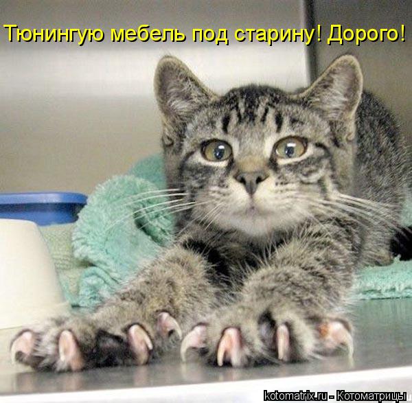 Котоматрица: Тюнингую мебель под старину! Дорого!