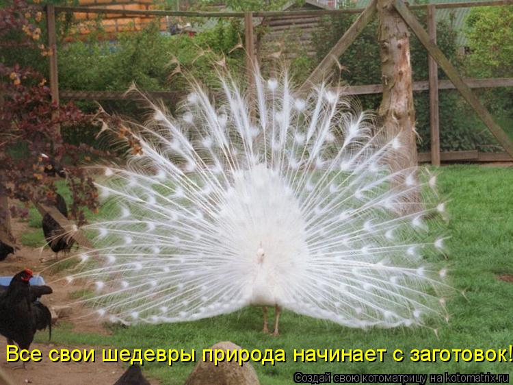 Котоматрица: Все свои шедевры природа начинает с заготовок!