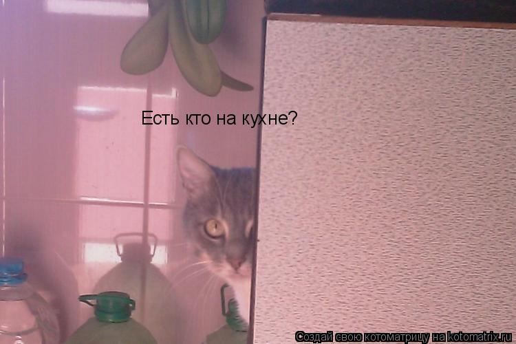 Есть кто на кухне?... Котоматрица: Есть кто на кухне?
