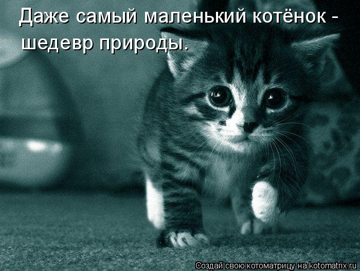 Даже самый маленький котёнок - шедевр природы.... Котоматрица: Даже самый маленький котёнок - шедевр природы.