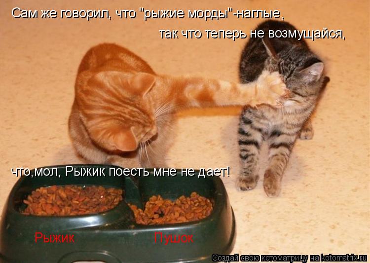 Сам же говорил, что "рыжие морды"-наглые , так что теперь не возмущайся, что,мол, Рыжик поесть мне н... Котоматрица: Сам же говорил, что "рыжие морды"-наглые , так что теперь не возмущайся, что,мол, Рыжик поесть мне не дает! Рыжик Пушок