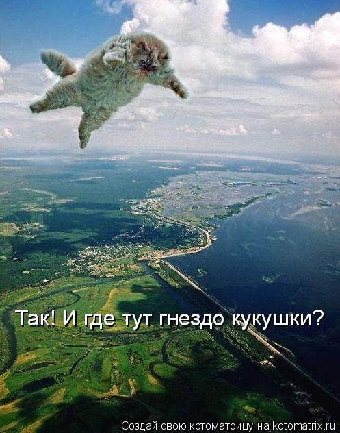 Так! И где тут гнездо кукушки?... Котоматрица: Так! И где тут гнездо кукушки?