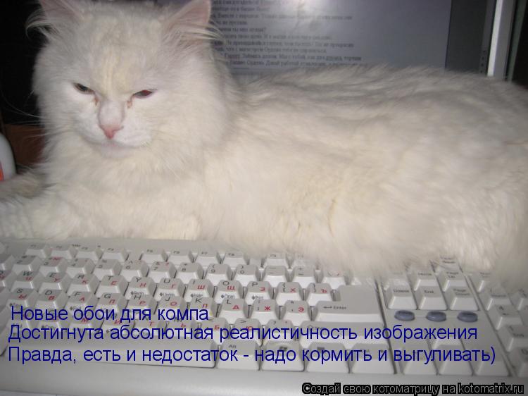 Новые обои для компа Достигнута абсолютная реалистичность изображения Правда, есть и недостаток - над... Котоматрица: Новые обои для компа Достигнута абсолютная реалистичность изображения Правда, есть и недостаток - надо кормить и выгуливать)