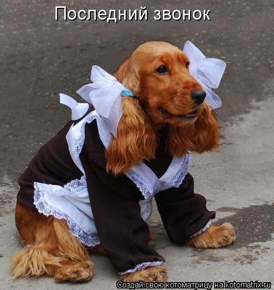 Последний звонок... Котоматрица: Последний звонок