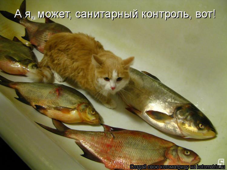 А я, может, санитарный контроль, вот!... Котоматрица: А я, может, санитарный контроль, вот!