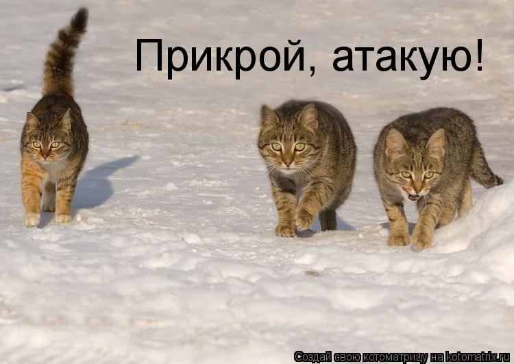 Прикрой, атакую!... Котоматрица: Прикрой, атакую!
