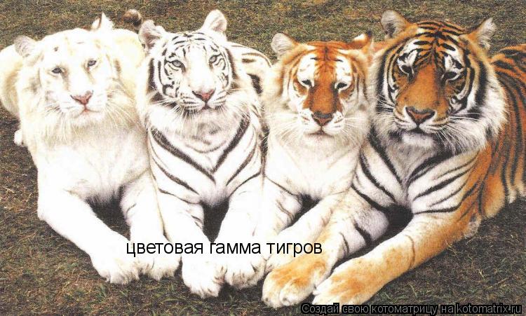 цветовая гамма тигров... Котоматрица: цветовая гамма тигров