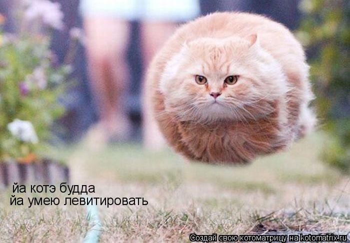 йа котэ будда йа умею левитировать... Котоматрица: йа котэ будда йа умею левитировать