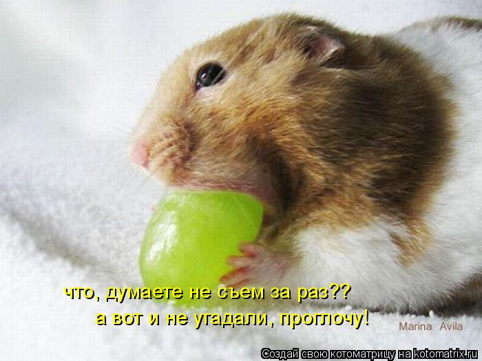 что, думаете не съем за раз?? а вот и не угадали, проглочу!... Котоматрица: что, думаете не съем за раз?? а вот и не угадали, проглочу!