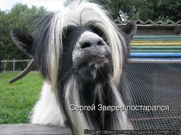 Сергей Зверев постарался...... Котоматрица: Сергей Зверев постарался...