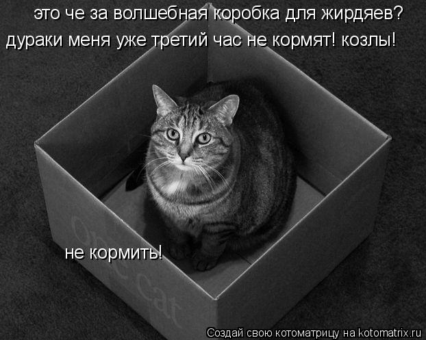 Котоматрица: не кормить! это че за волшебная коробка для жирдяев? дураки меня уже третий час не кормят! козлы!