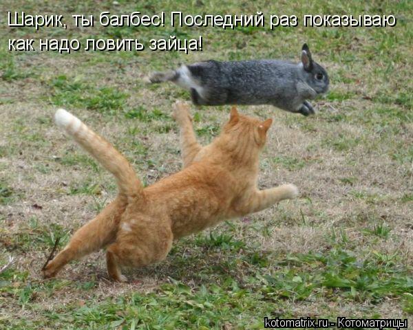 Шарик, ты балбес! Последний раз показываю как надо ловить зайца!... Котоматрица: Шарик, ты балбес! Последний раз показываю как надо ловить зайца!