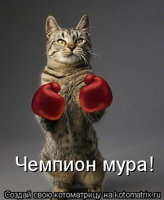 Чемпион мура!... Котоматрица: Чемпион мура!