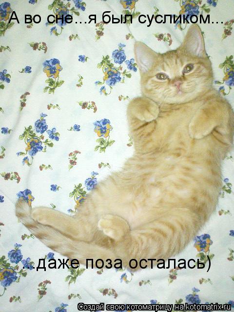 А во сне...я был сусликом... ...даже поза осталась)... Котоматрица: А во сне...я был сусликом... ...даже поза осталась)
