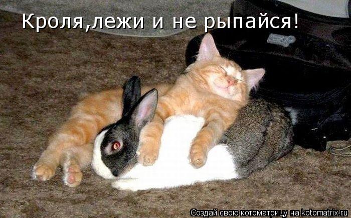 Кроля,лежи и не рыпайся! Тут люди спать пытаются!... Котоматрица: Кроля,лежи и не рыпайся! Тут люди спать пытаются!