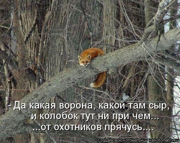 - Да какая ворона, какой там сыр, и колобок тут ни при чем... ...от охотников прячусь....... Котоматрица: - Да какая ворона, какой там сыр, и колобок тут ни при чем... ...от охотников прячусь....