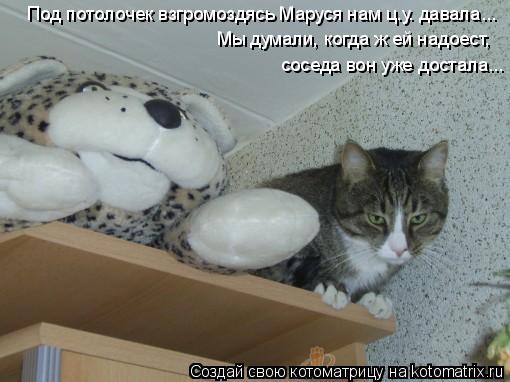 Под потолочек взгромоздясь Маруся нам ц.у. давала... Мы думали, когда ж ей надоест, соседа вон уже до... Котоматрица: Под потолочек взгромоздясь Маруся нам ц.у. давала... Мы думали, когда ж ей надоест, соседа вон уже достала...