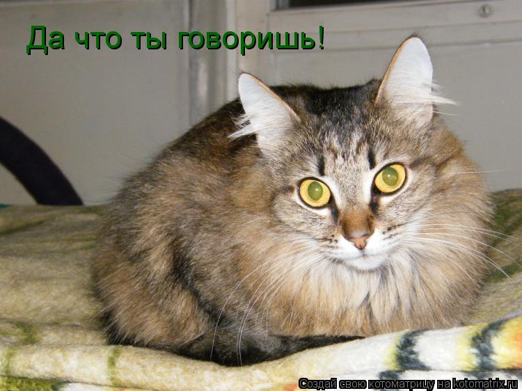 Да что ты говоришь!... Котоматрица: Да что ты говоришь!