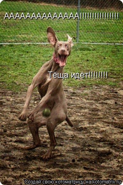 АААААААААААААА!!!!!!!!!!!!!!!! Тёща идёт!!!!!!!!... Котоматрица: АААААААААААААА!!!!!!!!!!!!!!!! Тёща идёт!!!!!!!!