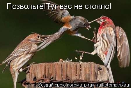 Позвольте!Тут вас не стояло!... Котоматрица: Позвольте!Тут вас не стояло!